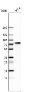 Tripartite motif-containing protein 29 antibody, NBP1-88875, Novus Biologicals, Western Blot image 