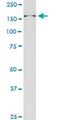 Retinoic Acid Induced 1 antibody, MA5-24434, Invitrogen Antibodies, Western Blot image 