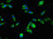 Signal Peptide Peptidase Like 2A antibody, CSB-PA855050LA01HU, Cusabio, Immunofluorescence image 