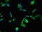 Signal peptide peptidase-like 2A antibody, CSB-PA855050LA01HU, Cusabio, Immunofluorescence image 