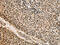 Cell Division Cycle Associated 8 antibody, CSB-PA936102, Cusabio, Immunohistochemistry paraffin image 