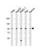 Nuclear GTPase, Germinal Center Associated antibody, PA5-49521, Invitrogen Antibodies, Western Blot image 