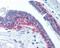 Histone Deacetylase 4 antibody, 48-701, ProSci, Immunohistochemistry paraffin image 