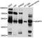 Multiple inositol polyphosphate phosphatase 1 antibody, abx126159, Abbexa, Western Blot image 