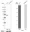 IKAROS Family Zinc Finger 2 antibody, PA5-63670, Invitrogen Antibodies, Western Blot image 