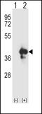 HAP1 antibody, 61-551, ProSci, Western Blot image 