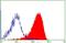 CD99 Molecule (Xg Blood Group) antibody, NBP2-46181, Novus Biologicals, Flow Cytometry image 