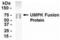 Uridine-cytidine kinase 2 antibody, XW-8050, ProSci, Western Blot image 