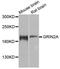 Glutamate Ionotropic Receptor NMDA Type Subunit 2A antibody, A0924, ABclonal Technology, Western Blot image 