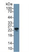 Apolipoprotein M antibody, LS-C292916, Lifespan Biosciences, Western Blot image 