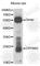 Crystallin Beta B2 antibody, A5573, ABclonal Technology, Western Blot image 