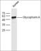 Glycophorin A (MNS Blood Group) antibody, orb13442, Biorbyt, Western Blot image 