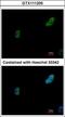 Pre-MRNA Processing Factor 19 antibody, GTX111205, GeneTex, Immunofluorescence image 