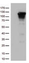 Nuclear Factor Kappa B Subunit 1 antibody, LS-C796545, Lifespan Biosciences, Western Blot image 