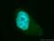 Translin Associated Factor X antibody, 11040-1-AP, Proteintech Group, Immunofluorescence image 