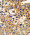 Major Histocompatibility Complex, Class I, B antibody, LS-C164912, Lifespan Biosciences, Immunohistochemistry frozen image 