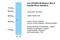 Apolipoprotein B MRNA Editing Enzyme Catalytic Subunit 3B antibody, PA5-42818, Invitrogen Antibodies, Western Blot image 