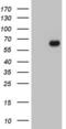 Sphingomyelin Phosphodiesterase 1 antibody, LS-C339172, Lifespan Biosciences, Western Blot image 