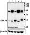 Glycogen Synthase Kinase 3 Alpha antibody, GTX66620, GeneTex, Western Blot image 