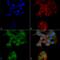 Autophagy Related 4D Cysteine Peptidase antibody, LS-C776194, Lifespan Biosciences, Immunocytochemistry image 