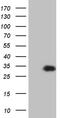 Vestigial Like Family Member 1 antibody, TA810645, Origene, Western Blot image 