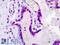 RNA polymerase-associated protein LEO1 antibody, LS-B4804, Lifespan Biosciences, Immunohistochemistry frozen image 