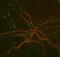 MAP2 antibody, GTX82661, GeneTex, Immunofluorescence image 