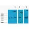 Keratin 18 antibody, LS-C387389, Lifespan Biosciences, Western Blot image 