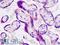 Growth Differentiation Factor 15 antibody, LS-B8774, Lifespan Biosciences, Immunohistochemistry paraffin image 