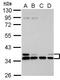 Major Histocompatibility Complex, Class I, E antibody, GTX116088, GeneTex, Western Blot image 