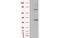 DExD-Box Helicase 39B antibody, MBS830135, MyBioSource, Western Blot image 