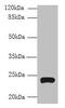 Transmembrane Protein 222 antibody, CSB-PA023817LA01HU, Cusabio, Western Blot image 