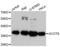 Acyl-CoA Thioesterase 8 antibody, LS-C748131, Lifespan Biosciences, Western Blot image 