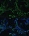 Eukaryotic Translation Elongation Factor 1 Gamma antibody, 23-259, ProSci, Immunofluorescence image 