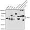 Interferon Related Developmental Regulator 1 antibody, GTX64705, GeneTex, Western Blot image 