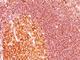 MALT1 Paracaspase antibody, NBP2-44348, Novus Biologicals, Immunohistochemistry frozen image 