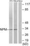 Nucleophosmin 1 antibody, LS-B7552, Lifespan Biosciences, Western Blot image 