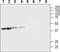 Pannexin 1 antibody, TA328644, Origene, Western Blot image 