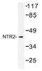 Neurotensin receptor type 2 antibody, AP01326PU-N, Origene, Western Blot image 