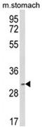 Serine And Arginine Rich Splicing Factor 2 antibody, AP18194PU-N, Origene, Western Blot image 