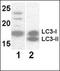 LC3A antibody, TA324327, Origene, Western Blot image 