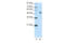 Hepatocyte nuclear factor 3-beta antibody, 29-075, ProSci, Western Blot image 