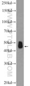 Src Homology 2 Domain Containing Transforming Protein D antibody, 20814-1-AP, Proteintech Group, Western Blot image 