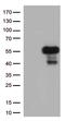 Tripartite Motif Containing 44 antibody, TA505561BM, Origene, Western Blot image 