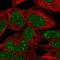 Transmembrane Protein 255A antibody, NBP2-30639, Novus Biologicals, Immunocytochemistry image 