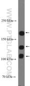 Neural Cell Adhesion Molecule 1 antibody, 14255-1-AP, Proteintech Group, Western Blot image 