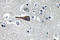 Cholecystokinin antibody, LS-C177585, Lifespan Biosciences, Immunohistochemistry paraffin image 