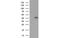 DnaJ Heat Shock Protein Family (Hsp40) Member B1 antibody, MBS533628, MyBioSource, Western Blot image 