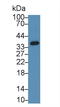 Sirtuin 4 antibody, LS-C300755, Lifespan Biosciences, Western Blot image 