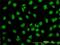 WD Repeat Domain 20 antibody, H00091833-M02, Novus Biologicals, Immunofluorescence image 